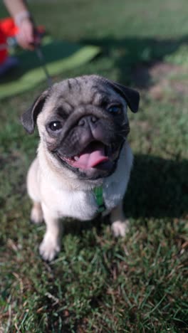 pug puppy on a leash in a park