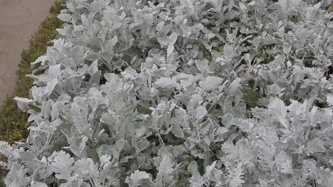 alemania wurzburg marienberg fortaleza es un palacio de propiedad estatal y jardines a lo largo del río rin