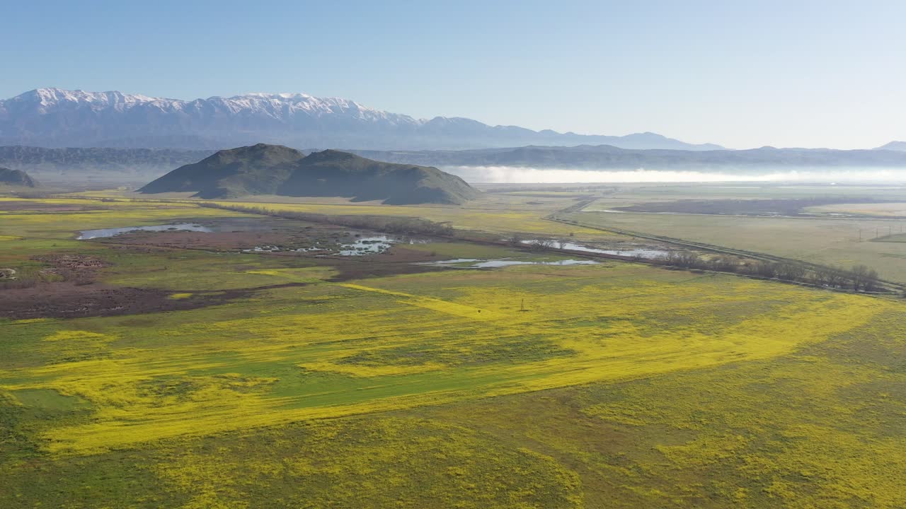 밝은 노란색 야생 꽃 위에서 1번의 드론 비행