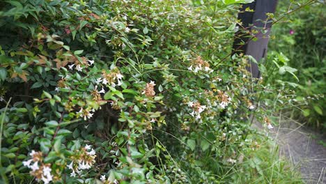 hummingbird moth searching for nectar in white flowers