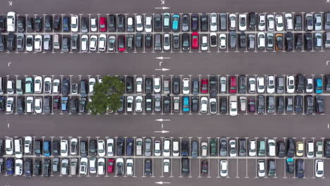 un árbol en el medio de un estacionamiento lleno de coches francia drone aéreo disparado