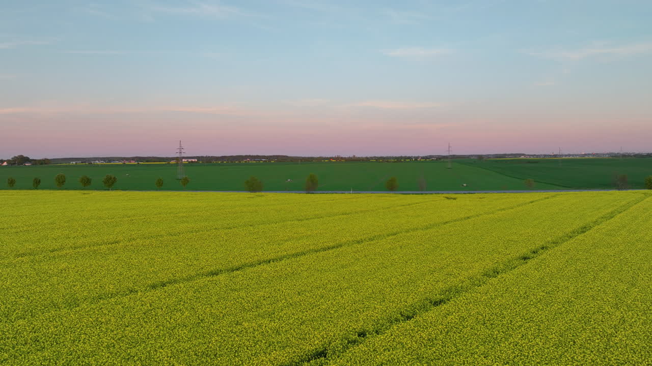 Aerial view of rapeseed field and distant cars on a road