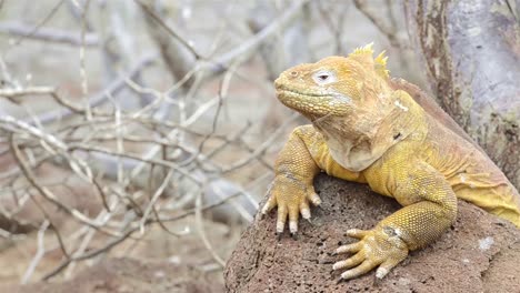 galapagos land iguana on cerro dragon on santa cruz island in the galapagos national park and marine reserve ecuador 1