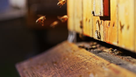 bees flying into wooden insulated hive