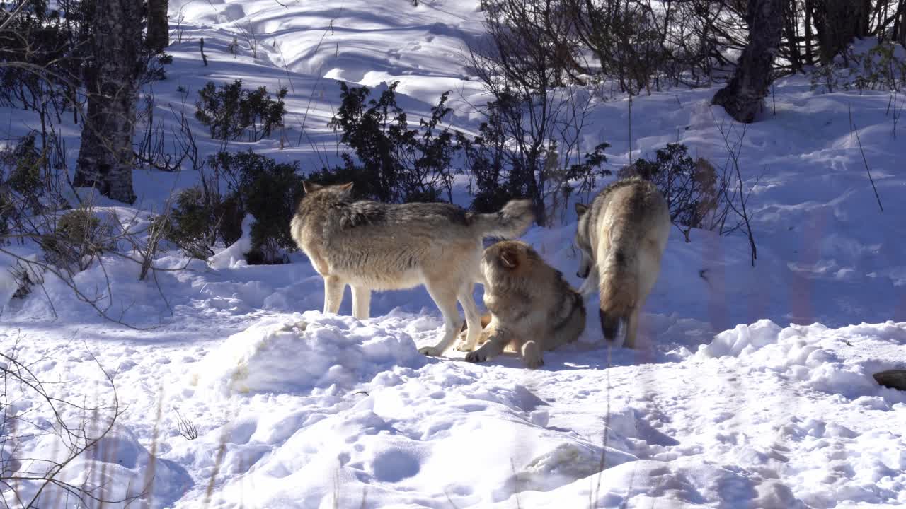 tres lobos grises se mantienen juntos en un frío día de invierno en la naturaleza noruega - lobos relajándose en un paisaje nevado con árboles y vegetación en el fondo - telezoom estático