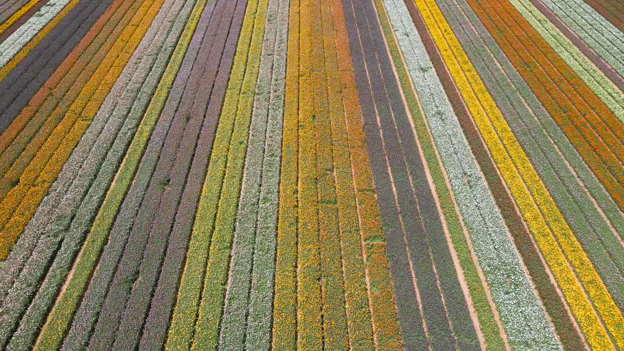 남부 지역 이스라엘 키부츠의 미나리 밭