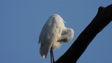 white heron in tree ..