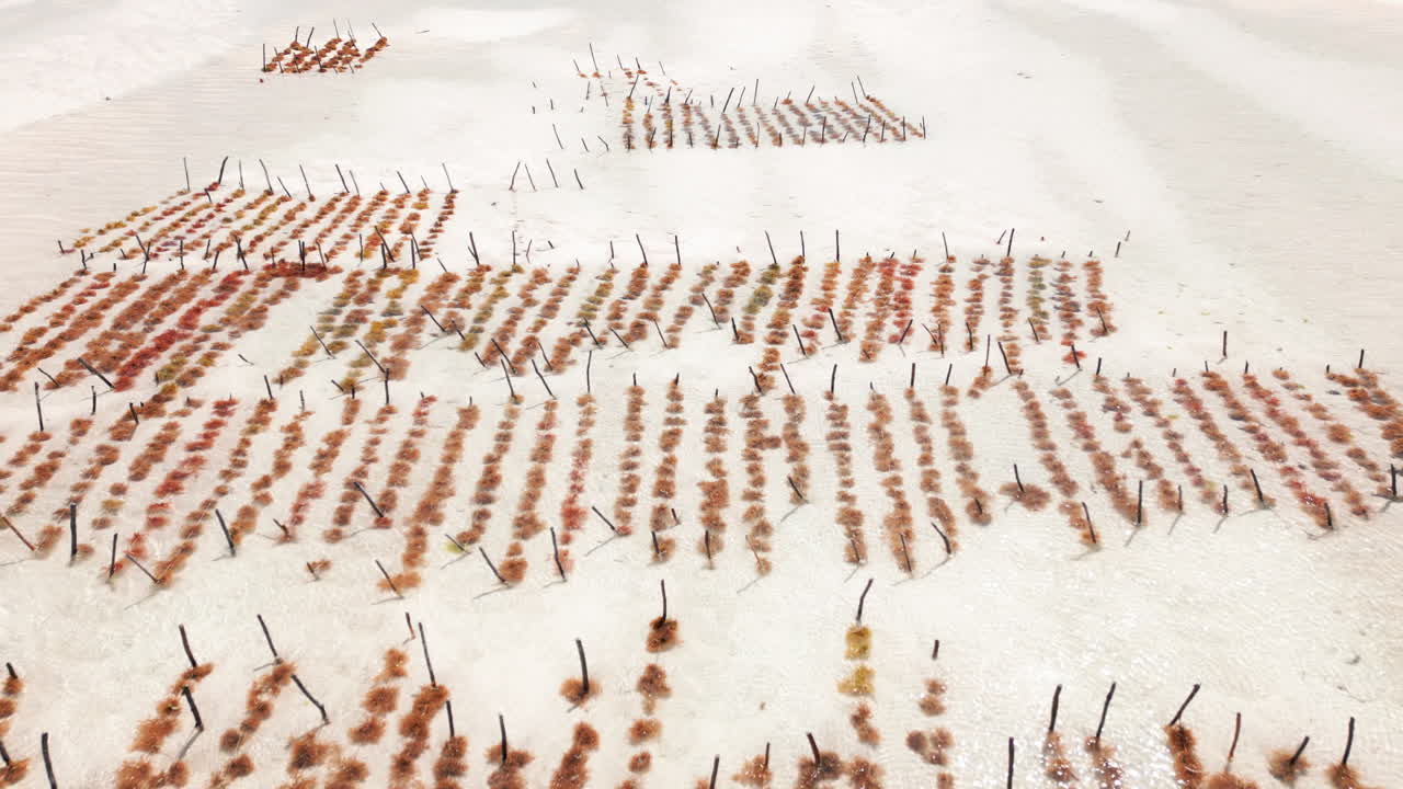 해안 해역의 해조류 농장 줄의 근사한 모습