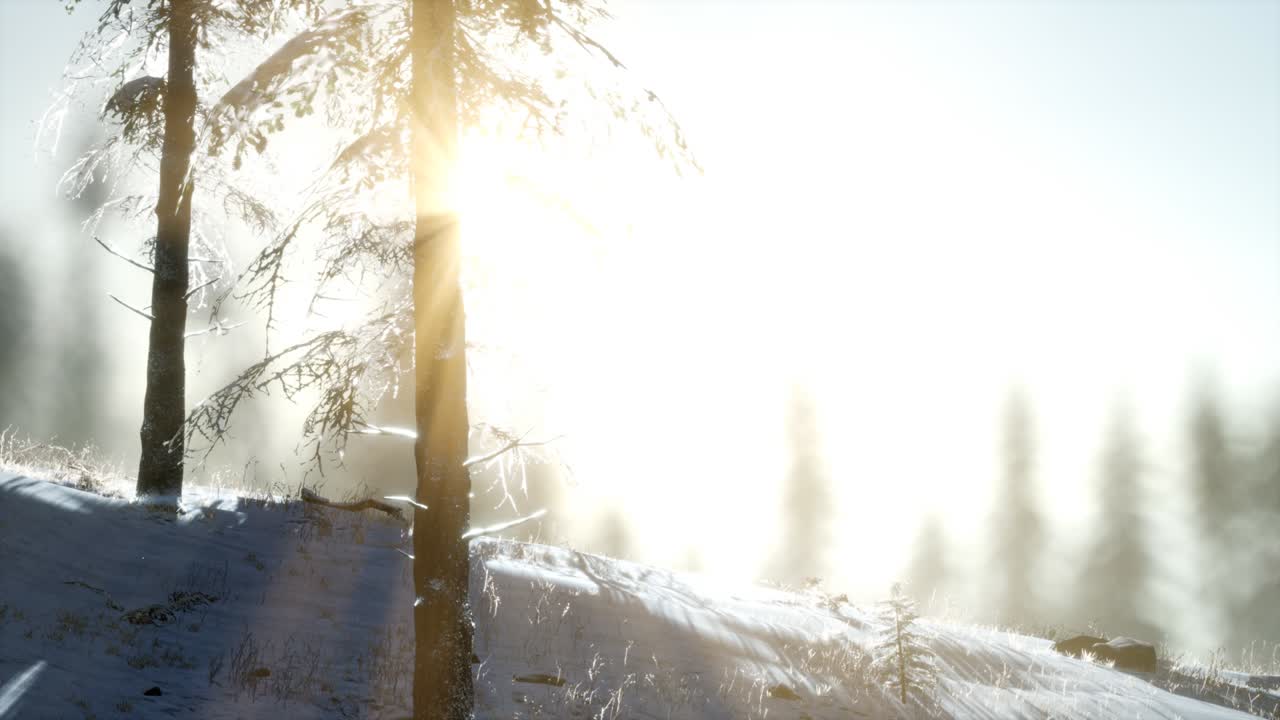 산의 숲에서 화려한 크리스마스 장면. 다채로운 겨울 해가 뜨는