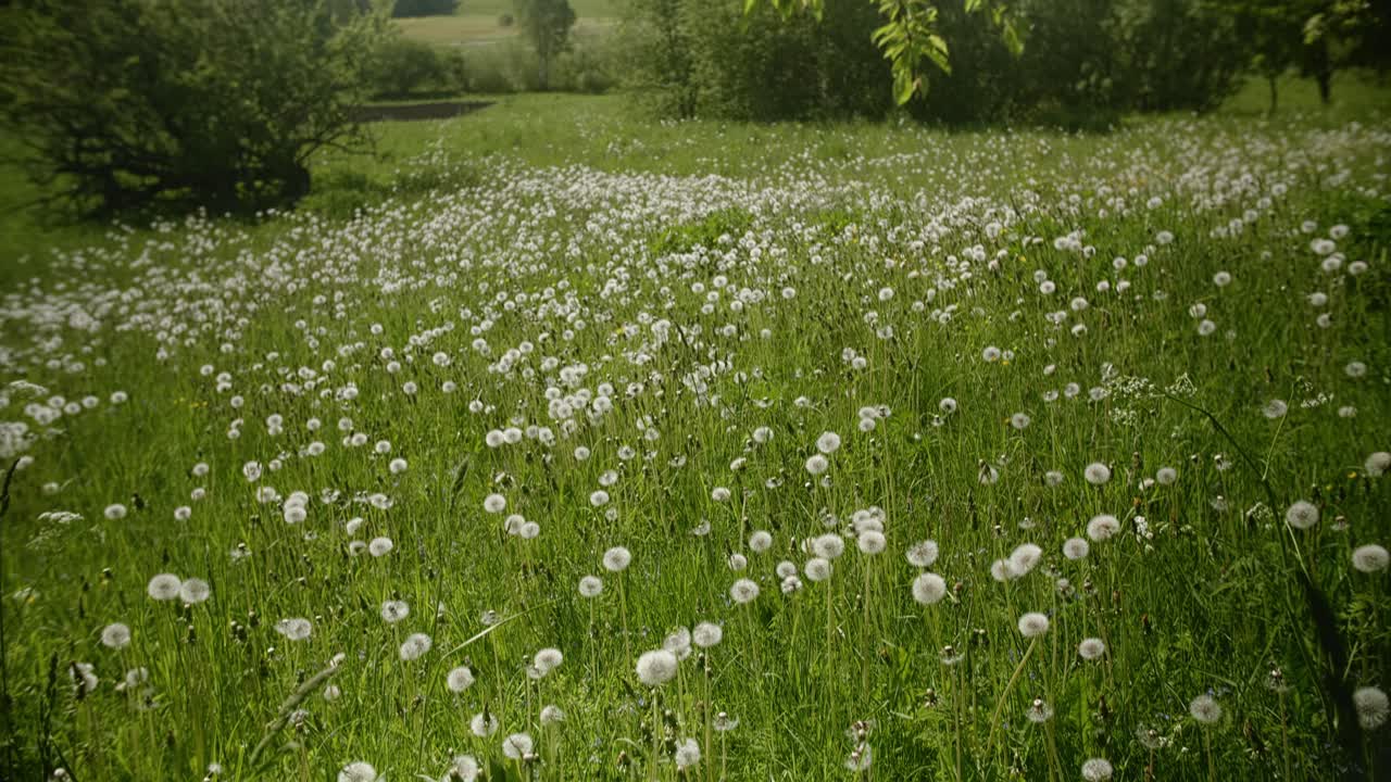 '타라카 오피시날레' (taraxacum officinale) 은 여름 바람에 부드럽게 흔들린다.