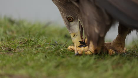 águila que se alimenta de su presa en la hierba
