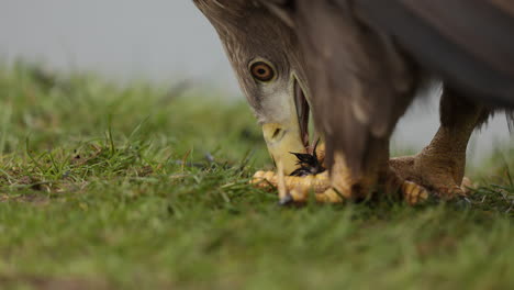 eagle feeding on prey in grass