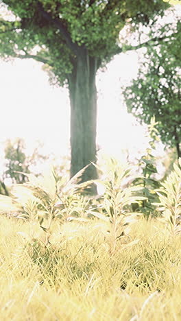 a beautiful view of lush green grass and trees in a field on a sunny day