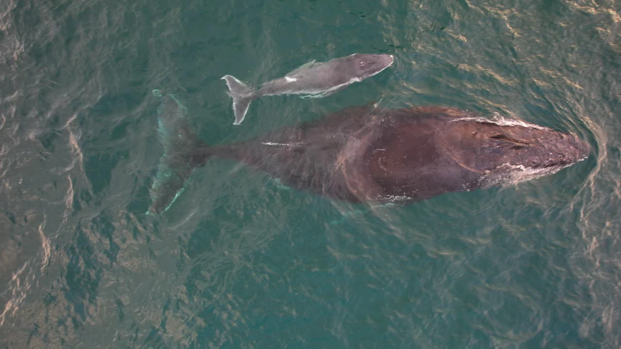 Top View Of Humpback Whales Mother And Baby Swimming In The Blue Sea