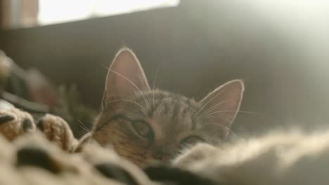 closeup of a kitten in her pillow stretching near the sun flare of the window