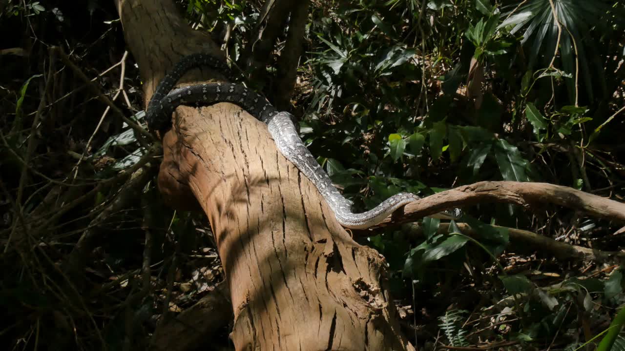 reptil serpiente de primer plano cazando en la selva tropical - pitón diamante