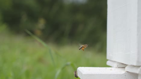 bees buzzing home after a day of pollen gathering