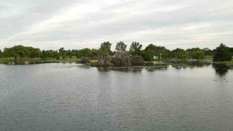 dolly out flying across a lake with an islet in the middle covered with flocks of great white egret resting on top of trees surrounded by nature