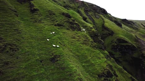 Aerial-view-of-white-sheep-grazing-on-top-of-a-mountain-cliff,-covered-in-green-moss,-in-Iceland,-with-birds-flying-by