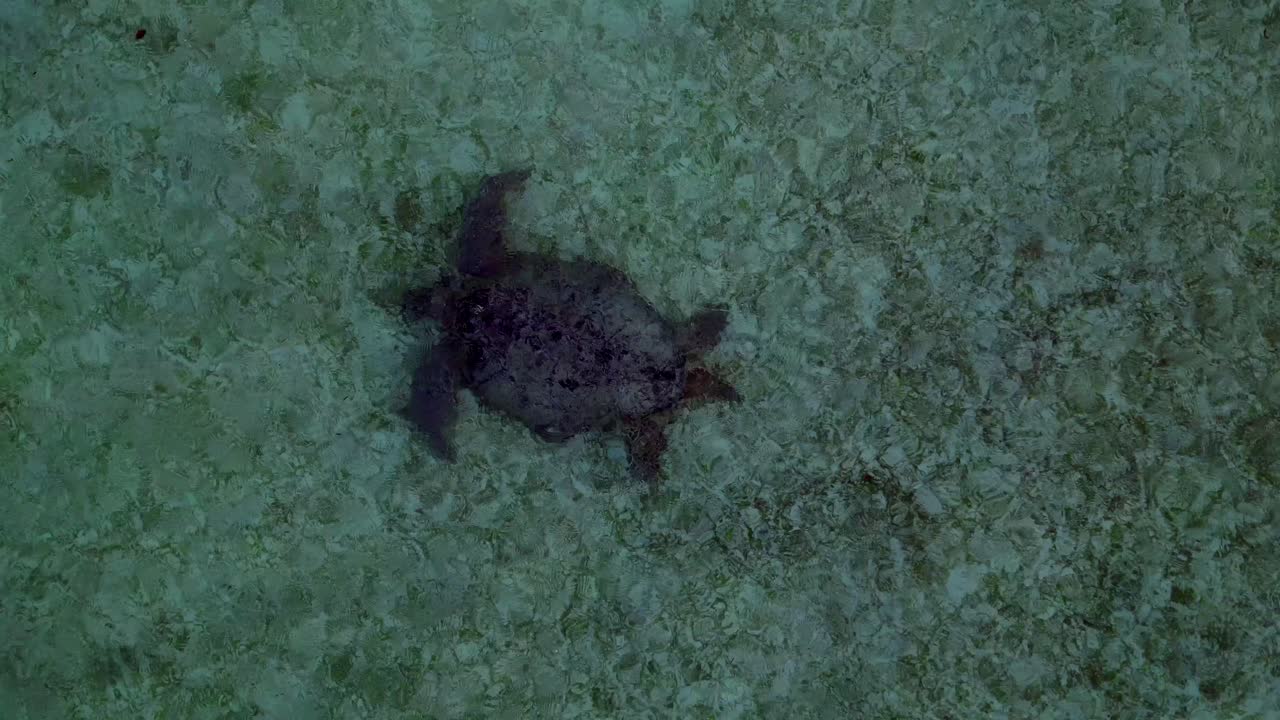 close up drohn Sea turtle swimming calmly in clear water over a sandy and coral seabed, viewed from an aerial perspective. Smooth aerial view drone shot from above