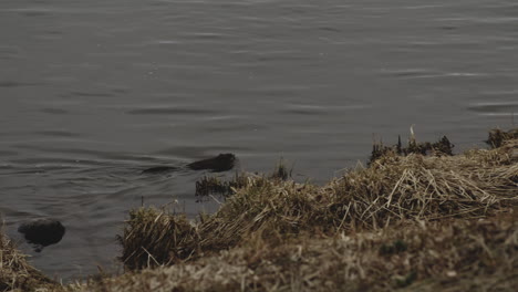 marmota negra nadando en el río durante el día