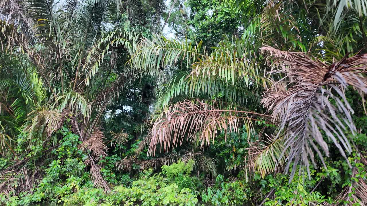 Percorrere la giungla della Costa Rica passando accanto a grandi palme.