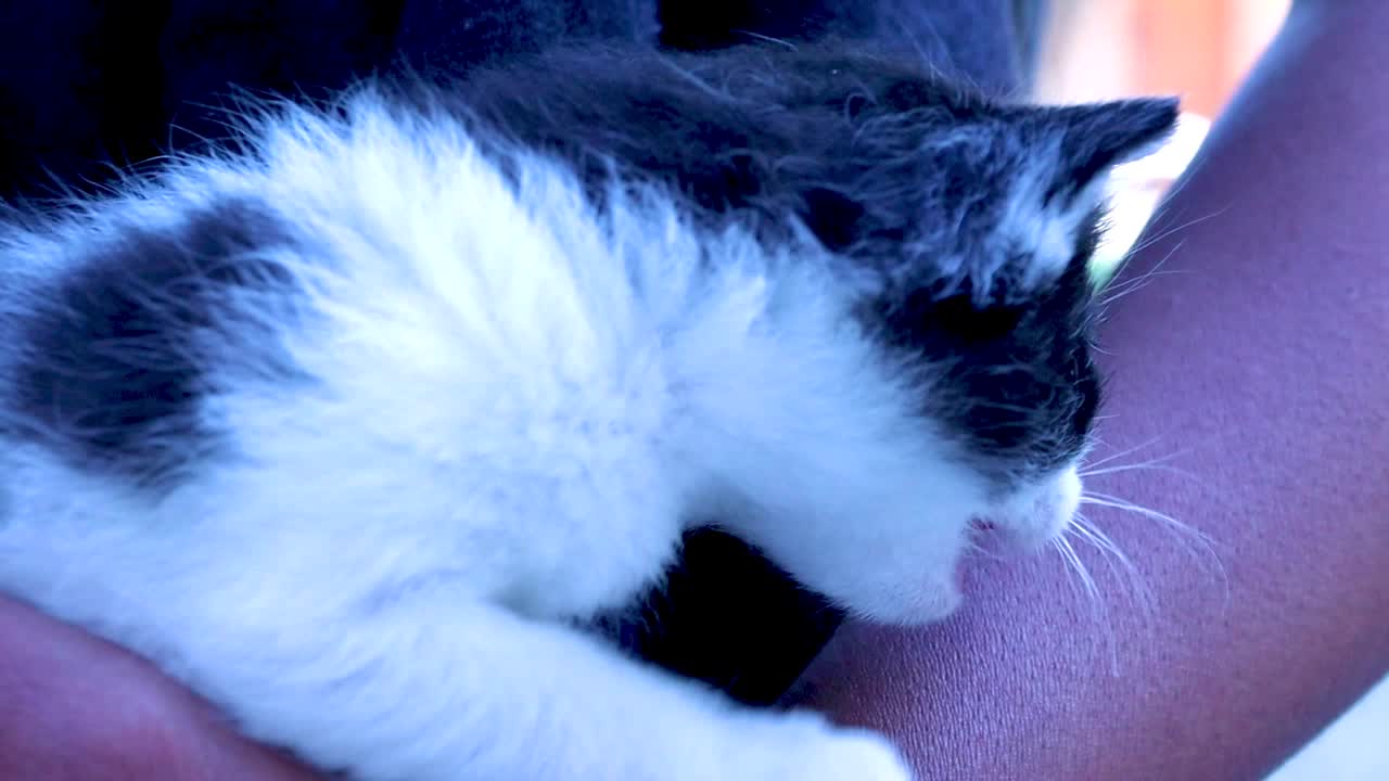A Close Up Shot Of A Hand Holding A Mewing And Curious A Black And White Kitten