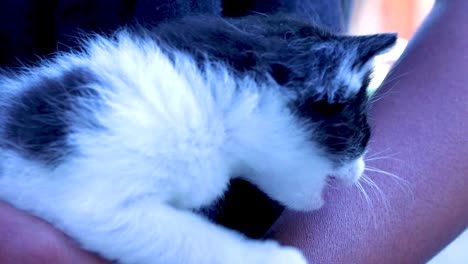 a close up shot of a hand holding a mewing and curious a black and white kitten