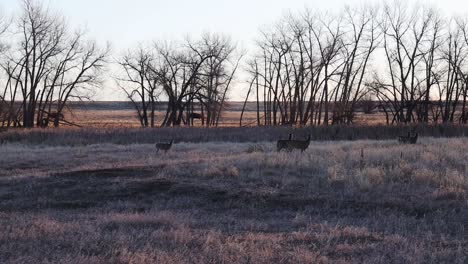 bison running in the distance with a small herd of white tail deer watching in the foreground, filmed at the rocky mountain arsenal, colorado, usa