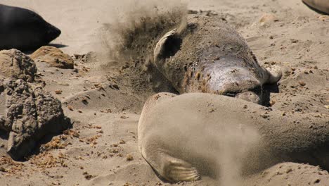 Verspielte-Seeelefanten-Am-Strand