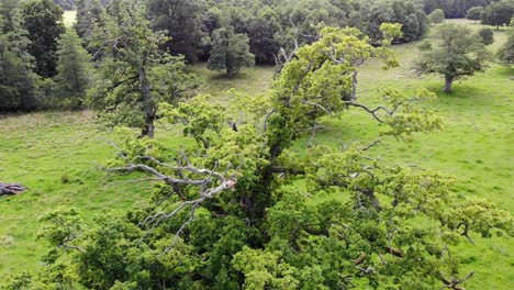 Toma-Aérea-De-Roble-Sésil,-Hierba-Verde-Y-Bosque-En-Suecia