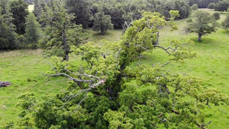 aerial shot of sessile oak tree, green grass and forest in sweden