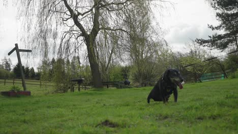 old disabled dog moving slowly on lead, countryside location, slow-mo