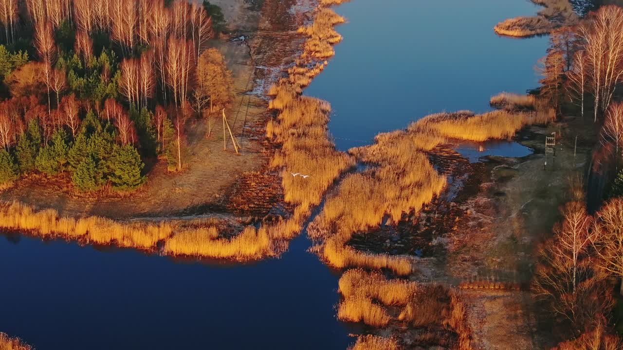 Two swans fly in perfect synchrony over golden-lit river at sunrise, slow motion