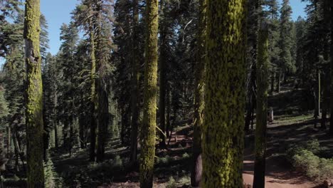 Retreating-aerial-reveals-proximity-flight-through-large-mossy-trees