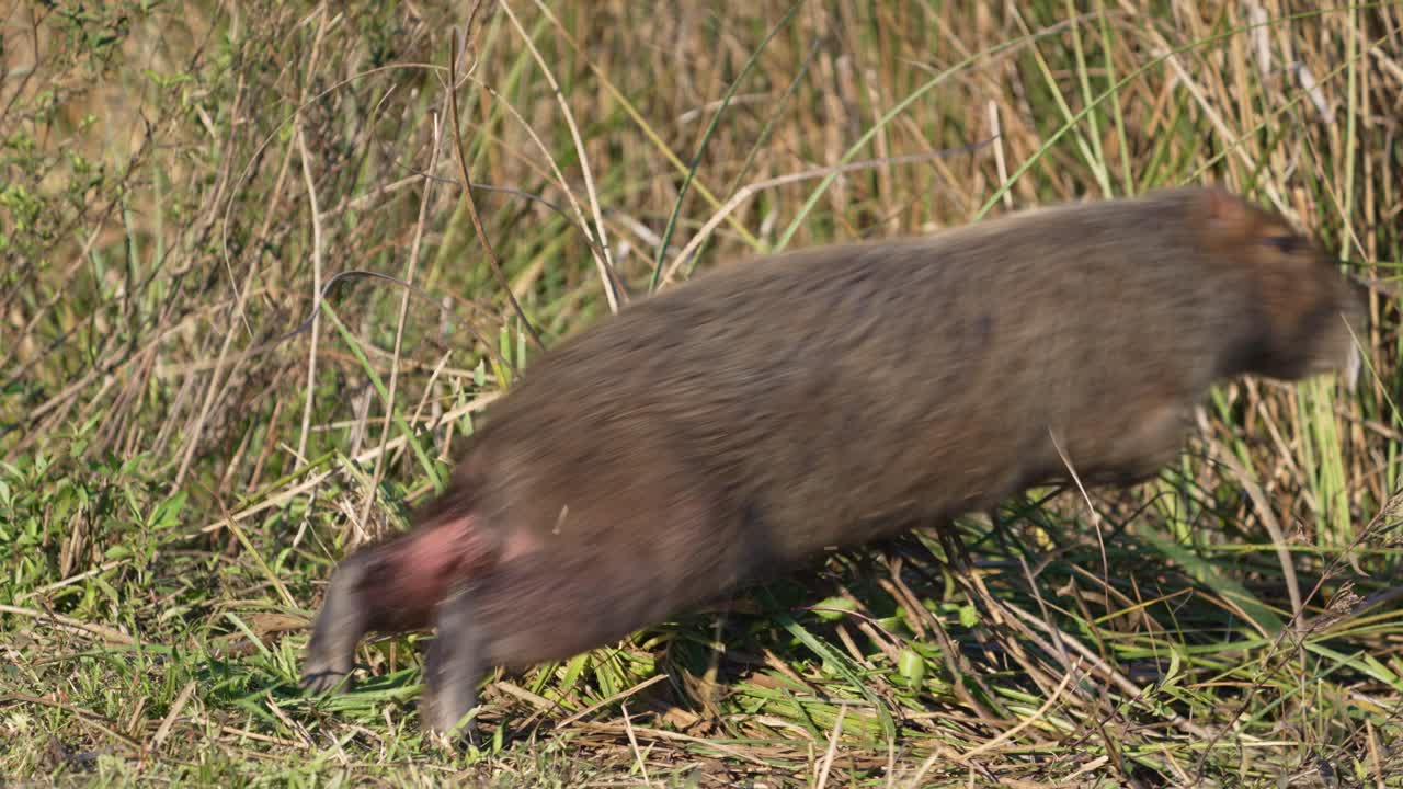 Capybara sits alone in green meadow, facing side angled away under soft open light, scared and jumps away, slow motion