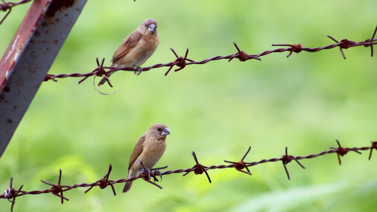 두 마리의 작은 질 어리 몽치라 (lonchura punctata) 가 태국 방의 버려진 주거 구역에서 가시선 위에 고 있습니다.