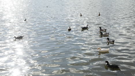 Gruppe-Hausenten,-Die-Auf-Dem-Reflektierenden-Wasser-Des-Sees-Schwimmen