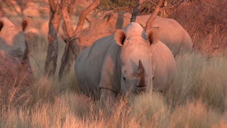 a crash of white rhinos moving towards the, camera, dry kalahari under an orange evening sun