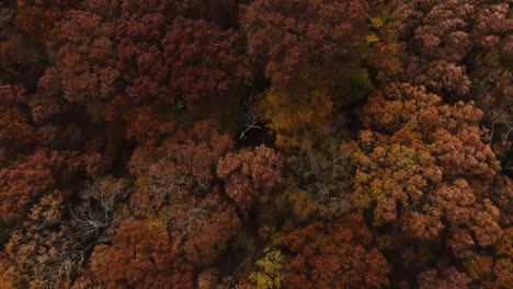 Vista-De-Pájaro-Del-Colorido-Bosque-Otoñal-En-Arkansas,-Estados-Unidos---Disparo-De-Drone