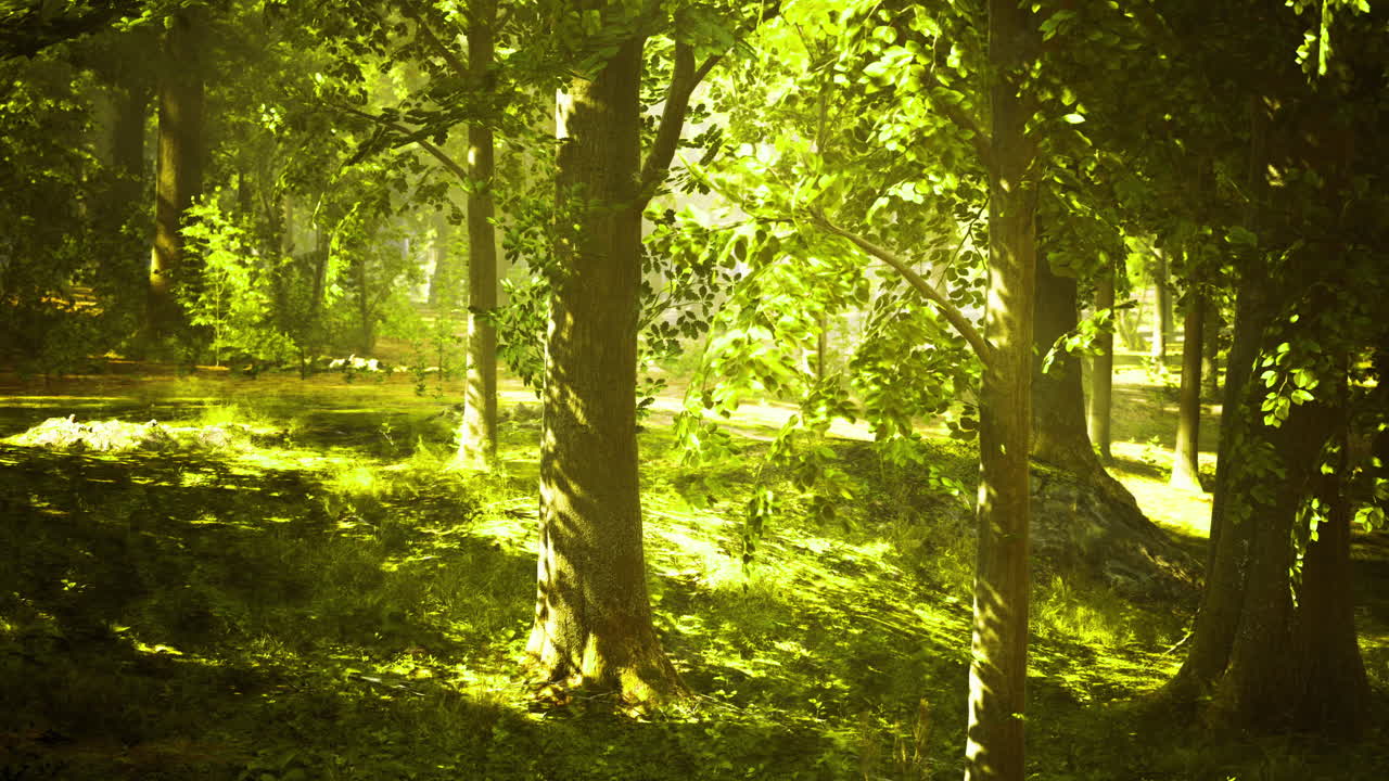 Lush green forest filled with sunlight filtering through the trees