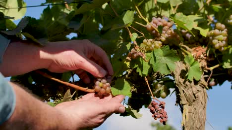 manos de granjero revisando las uvas de las vides - cerrar
