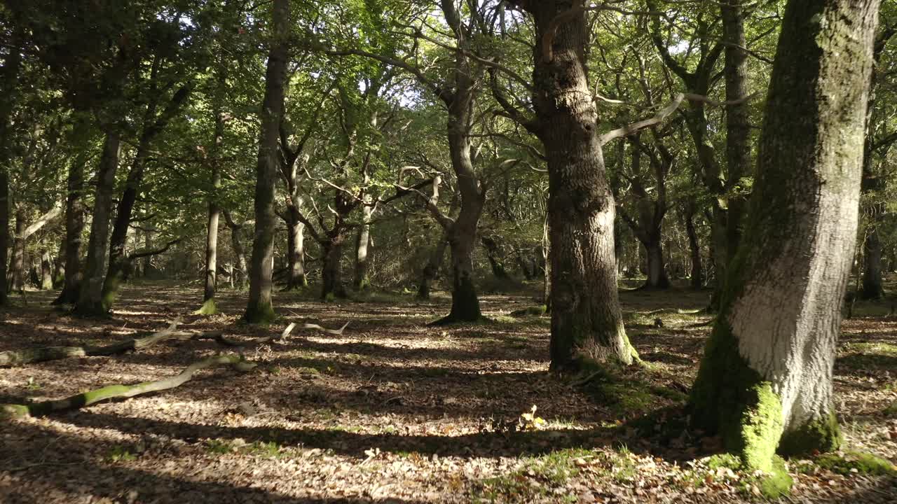 4K footage of drone flying through woodlands and forest close to trees.