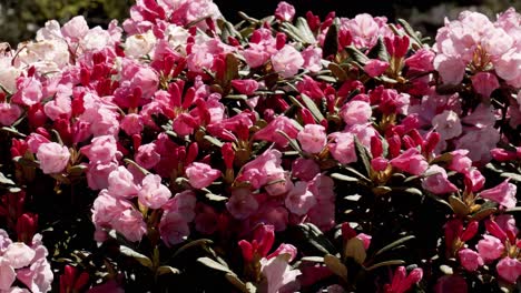 massive bush of blooming pink flowers on sunny day, close up static shot