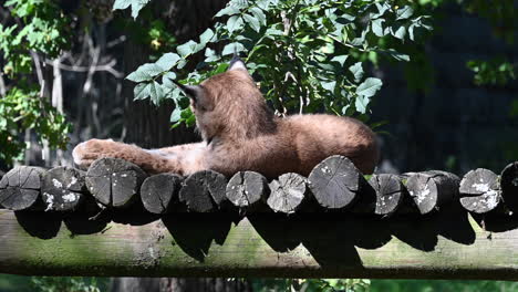 a lynx is lying on wooden logs in a tree with green leaves, mammal in a zoo