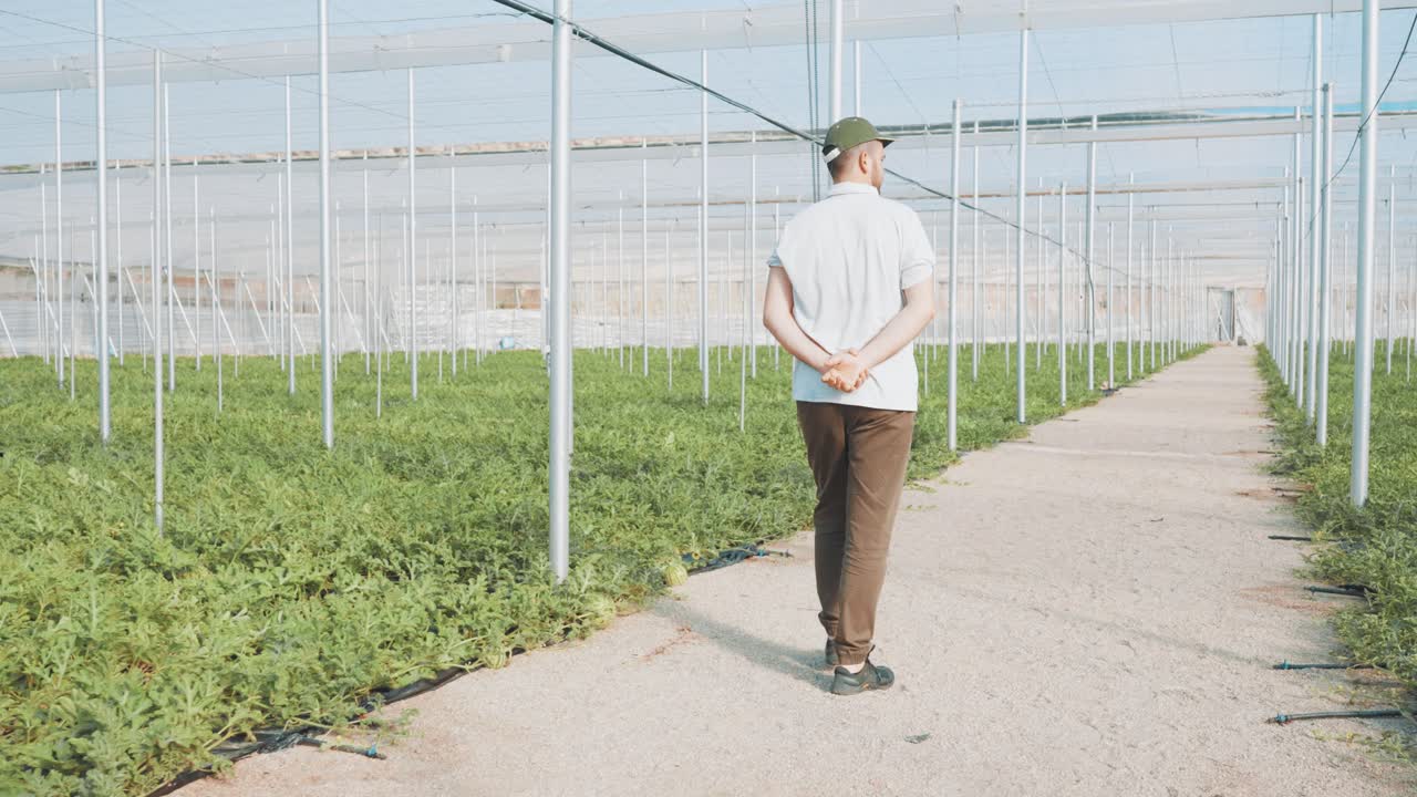 Farmer walking through watermelon greenhouse