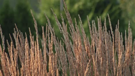 feather reed-grass sways slowly in the wind on green background