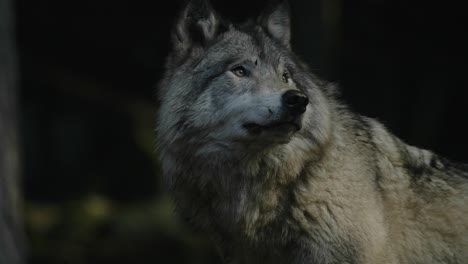 gray wolf looking around and licking its nose in parc omega, quebec, canada