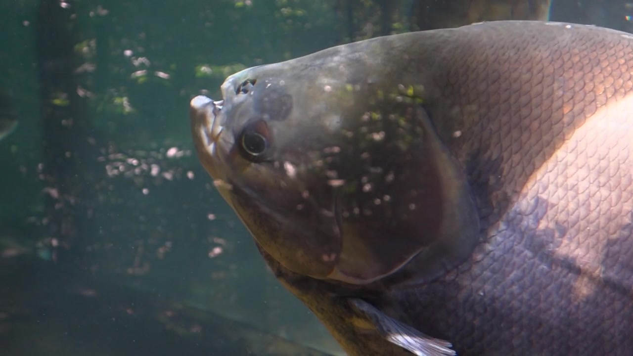 En stor tambaquifisk simmar genom grumligt sötvatten med vattenväxter. Filmiskt undervattensskott som visar Amazonas biologiska mångfald och hållbarhet.