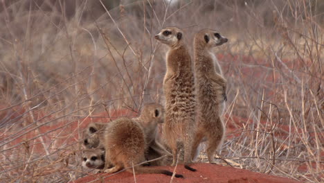 a family of meerkats at their den, two of which stand upright and guard the others